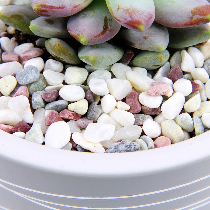Willowy Decorative Pebbles for Plants and Vases - White Rocks with Red, Green, and Blue Pastel Accents - 2.5 lbs Natural Stone Top Dressing for Potted Plants and Succulents - 1/5" to 3/8" Size (5-10 mm) - Image 4